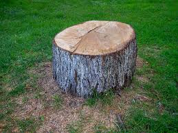 Best Tree Cabling and Bracing  in Mayflower Village, CA