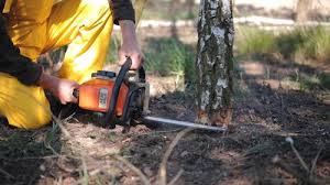 Best Pest Control for Lawns  in Mayflower Village, CA