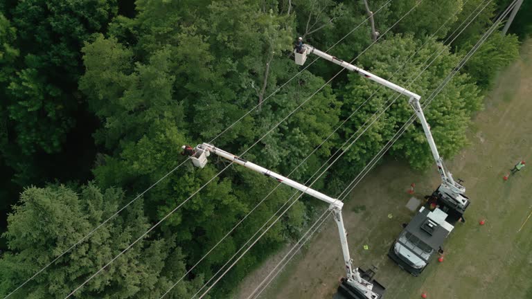 Best Tree Risk Assessment  in Mayflower Village, CA