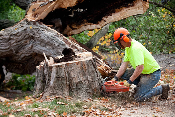 Best Tree and Shrub Care  in Mayflower Village, CA