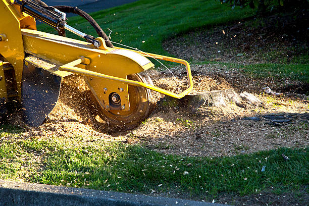 Best Hedge Trimming  in Mayflower Village, CA