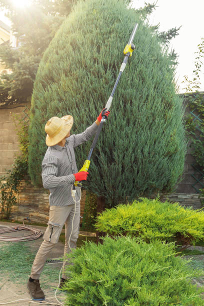 Best Tree Disease Treatment  in Mayflower Village, CA