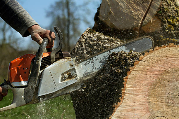 Best Tree Removal  in Mayflower Village, CA