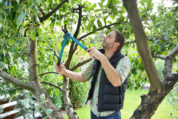 Best Root Management and Removal  in Mayflower Village, CA